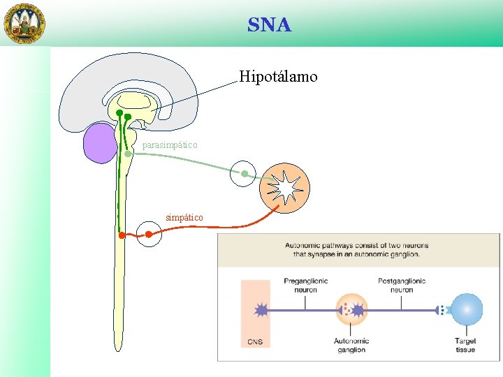 SNA Hipotálamo parasimpático 