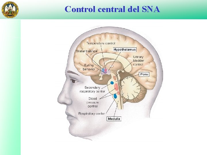 Control central del SNA 