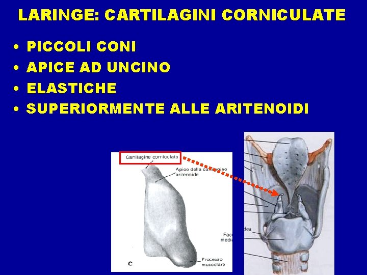 LARINGE: CARTILAGINI CORNICULATE • • PICCOLI CONI APICE AD UNCINO ELASTICHE SUPERIORMENTE ALLE ARITENOIDI