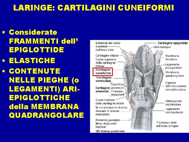 LARINGE: CARTILAGINI CUNEIFORMI • Considerate FRAMMENTI dell’ EPIGLOTTIDE • ELASTICHE • CONTENUTE NELLE PIEGHE