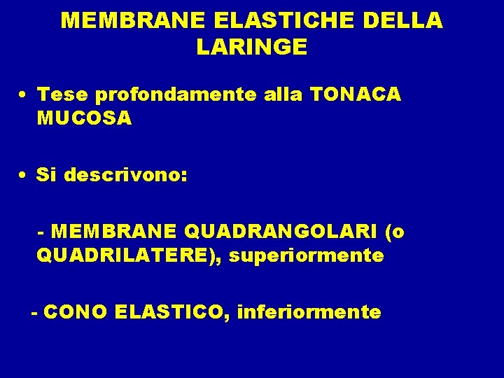 MEMBRANE ELASTICHE DELLA LARINGE • Tese profondamente alla TONACA MUCOSA • Si descrivono: -