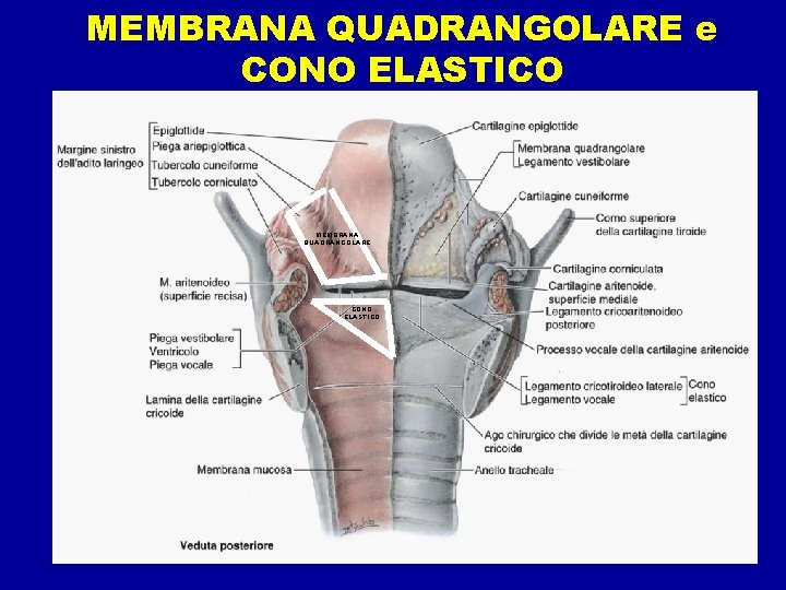 MEMBRANA QUADRANGOLARE e CONO ELASTICO MEMBRANA QUADRANGOLARE CONO ELASTICO 