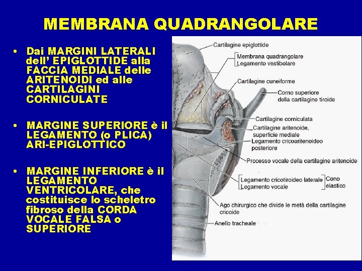 MEMBRANA QUADRANGOLARE • Dai MARGINI LATERALI dell’ EPIGLOTTIDE alla FACCIA MEDIALE delle ARITENOIDI ed