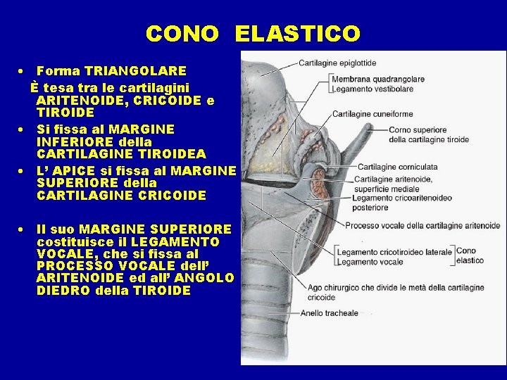 CONO ELASTICO • Forma TRIANGOLARE È tesa tra le cartilagini ARITENOIDE, CRICOIDE e TIROIDE