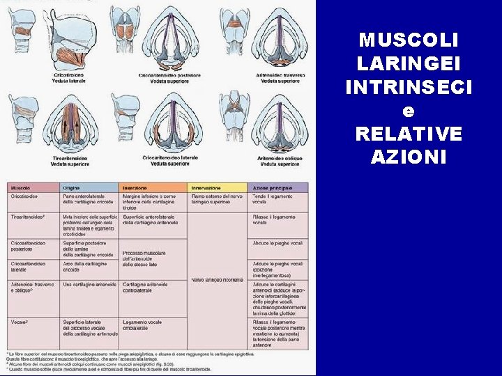 MUSCOLI LARINGEI INTRINSECI e RELATIVE AZIONI 