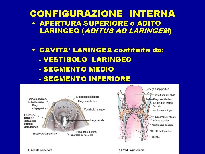 CONFIGURAZIONE INTERNA • APERTURA SUPERIORE o ADITO LARINGEO (ADITUS AD LARINGEM) • CAVITA’ LARINGEA