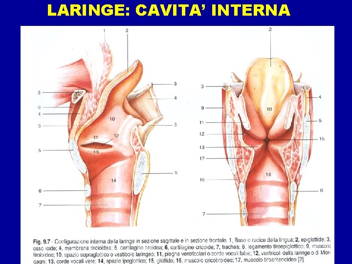 LARINGE: CAVITA’ INTERNA 