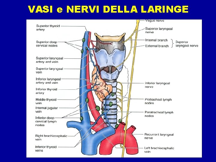 VASI e NERVI DELLA LARINGE 