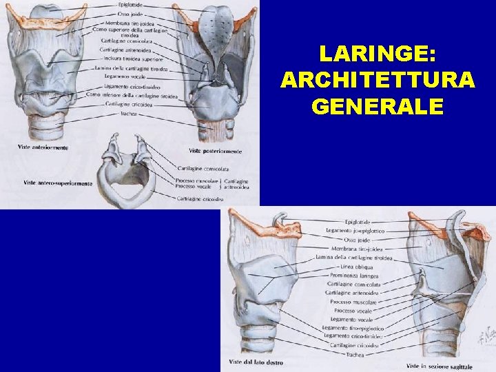 LARINGE: ARCHITETTURA GENERALE 