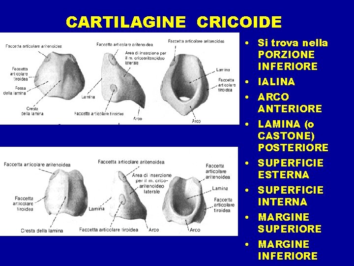 CARTILAGINE CRICOIDE • Si trova nella PORZIONE INFERIORE • IALINA • ARCO ANTERIORE •