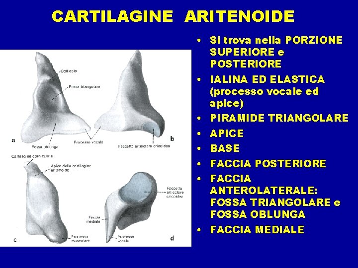 CARTILAGINE ARITENOIDE • Si trova nella PORZIONE SUPERIORE e POSTERIORE • IALINA ED ELASTICA