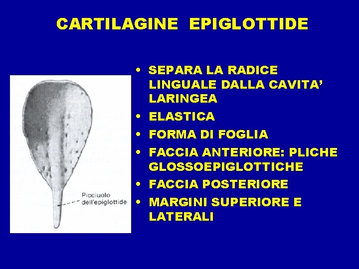 CARTILAGINE EPIGLOTTIDE • SEPARA LA RADICE LINGUALE DALLA CAVITA’ LARINGEA • ELASTICA • FORMA