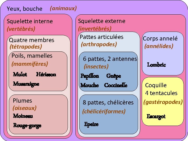 Yeux, bouche (animaux) Squelette interne (vertébrés) Quatre membres (tétrapodes) Poils, mamelles (mammifères) Squelette externe