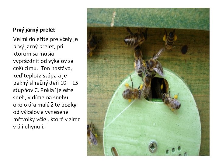 Prvý jarný prelet Veľmi dôležité pre včely je prvý jarný prelet, pri ktorom sa