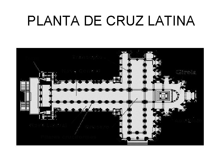 PLANTA DE CRUZ LATINA 