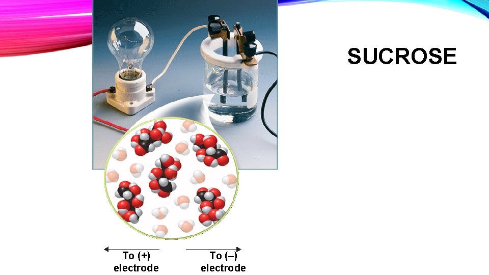 SUCROSE To (+) electrode To (–) electrode SUCROSE To (+) electrode To (–) electrode