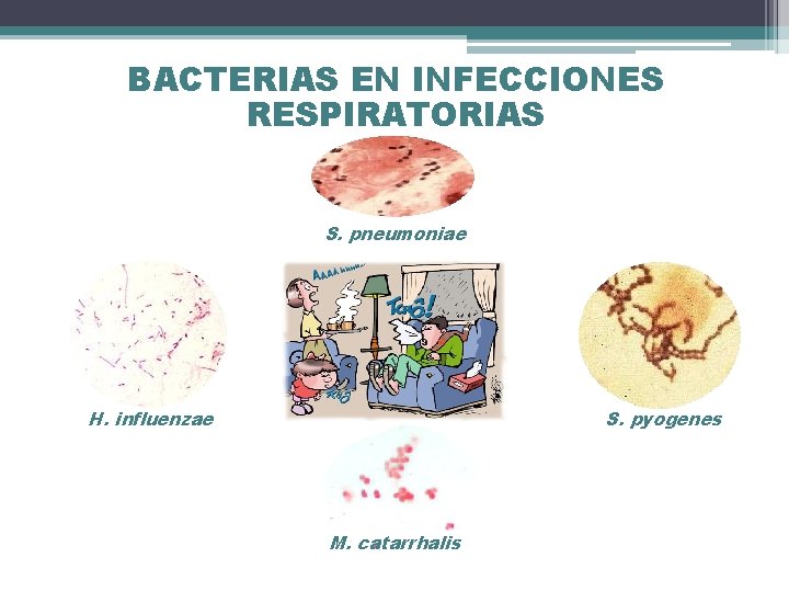 BACTERIAS EN INFECCIONES RESPIRATORIAS S. pneumoniae H. influenzae S. pyogenes M. catarrhalis 