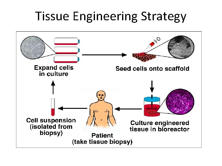 Tissue Engineering Strategy 