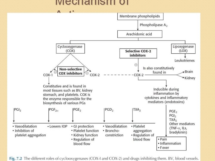 Mechanism of Action 