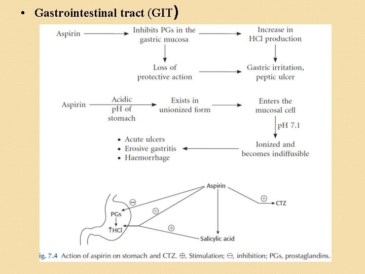  • Gastrointestinal tract (GIT) 