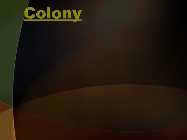 Colony 