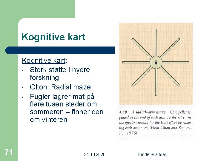 Kognitive kart: • Sterk støtte i nyere forskning • Olton: Radial maze • Fugler