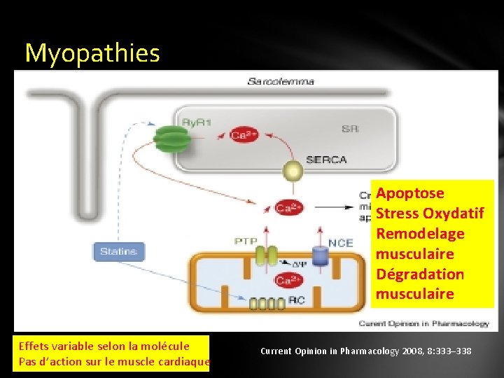 Myopathies Apoptose Stress Oxydatif Remodelage musculaire Dégradation musculaire Effets variable selon la molécule Pas
