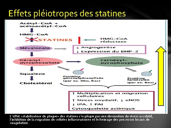 Effets pléiotropes des statines L’effet «stabilisateur de plaque» des statines s’explique par une diminution