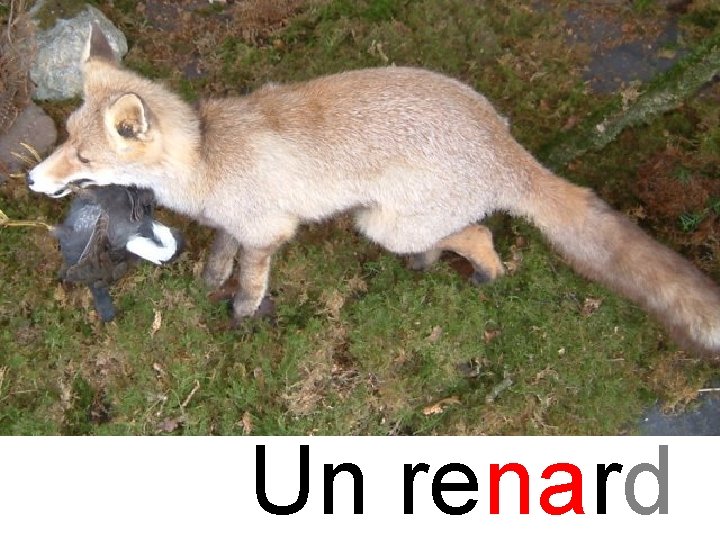 na renard Un renard 