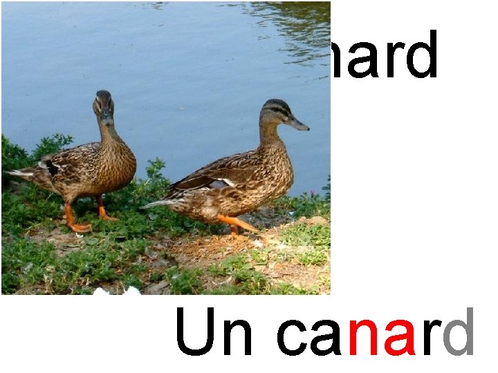 na canard Un canard 