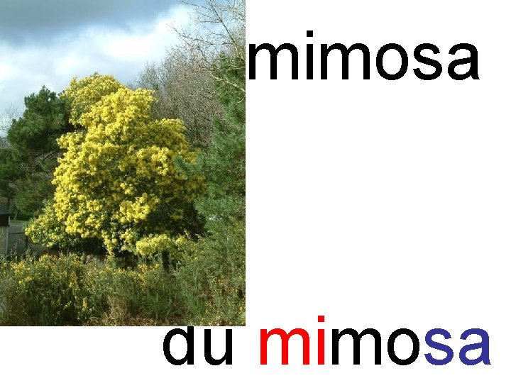 mi mimosa du mimosa 
