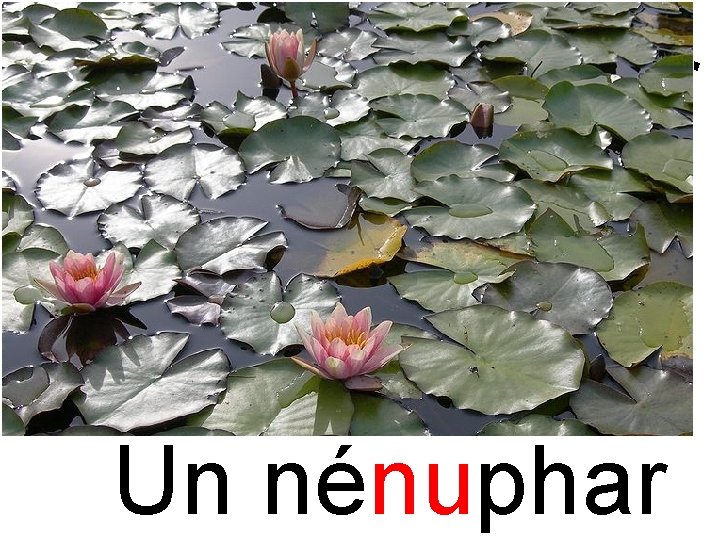 nu nénuphar Un nénuphar 