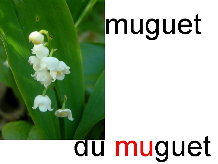 mu muguet du muguet 
