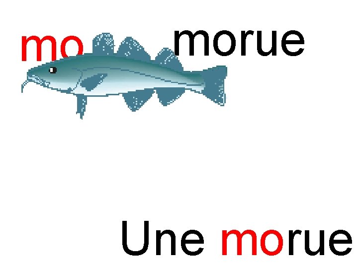 mo morue Une morue 