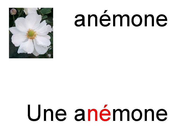 né anémone Une anémone 