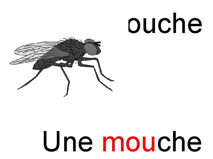 mou mouche Une mouche 