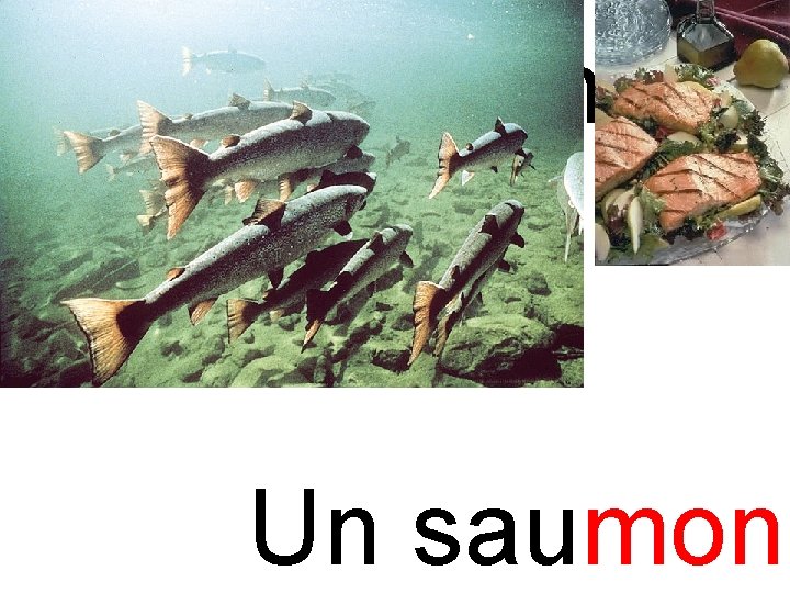 mon saumon Un saumon 
