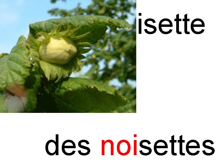 noi noisette des noisettes 
