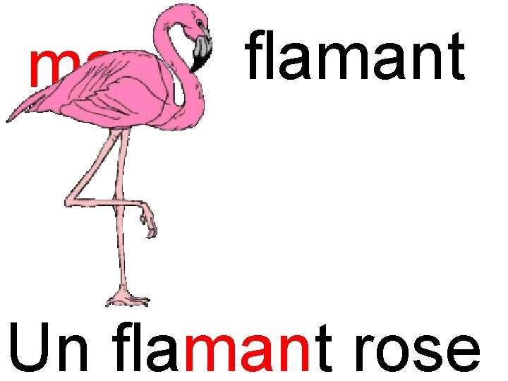 man flamant Un flamant rose 