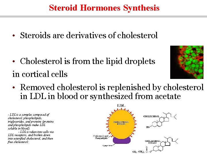 Steroid Hormones Synthesis • Steroids are derivatives of cholesterol • Cholesterol is from the
