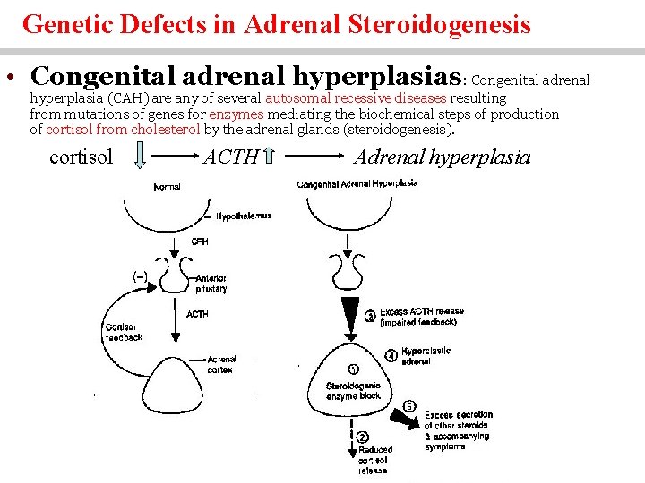Genetic Defects in Adrenal Steroidogenesis • Congenital adrenal hyperplasias: Congenital adrenal hyperplasia (CAH) are