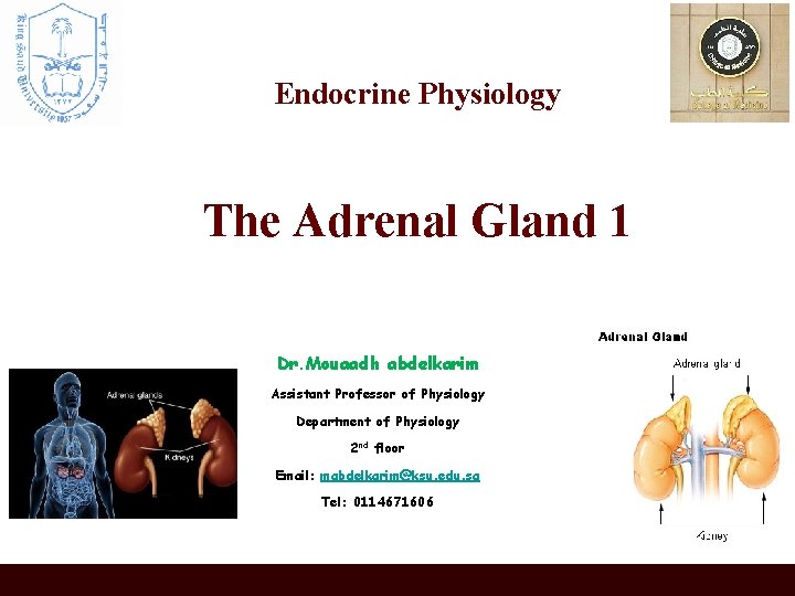 Endocrine Physiology The Adrenal Gland 1 Dr. Mouaadh abdelkarim Assistant Professor of Physiology Department