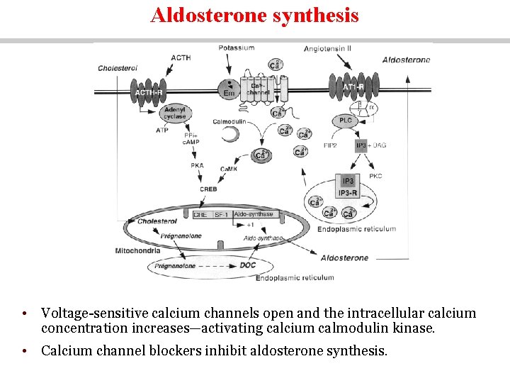 Aldosterone synthesis • Voltage-sensitive calcium channels open and the intracellular calcium concentration increases—activating calcium