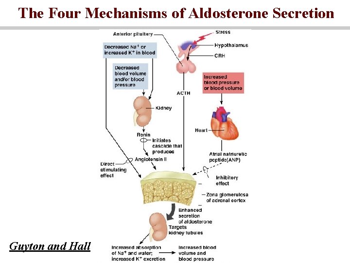 The Four Mechanisms of Aldosterone Secretion Guyton and Hall 