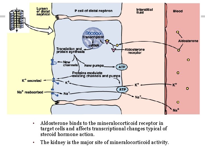  • Aldosterone binds to the mineralocorticoid receptor in target cells and affects transcriptional