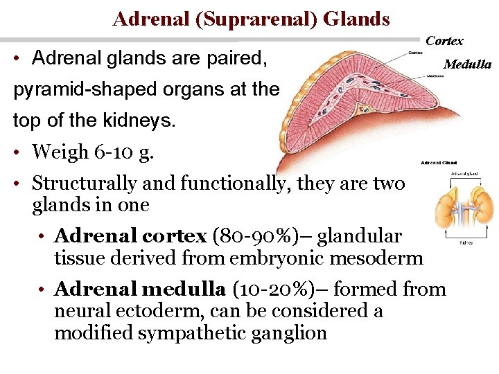 Adrenal (Suprarenal) Glands • Adrenal glands are paired, Cortex Medulla pyramid-shaped organs at the