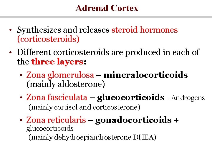 Adrenal Cortex • Synthesizes and releases steroid hormones (corticosteroids) • Different corticosteroids are produced