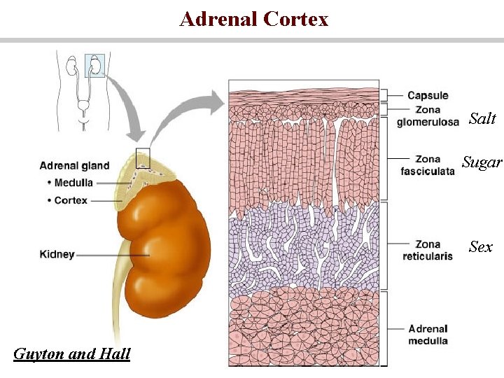 Adrenal Cortex Salt Sugar Sex Guyton and Hall 