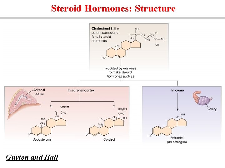 Steroid Hormones: Structure Guyton and Hall 