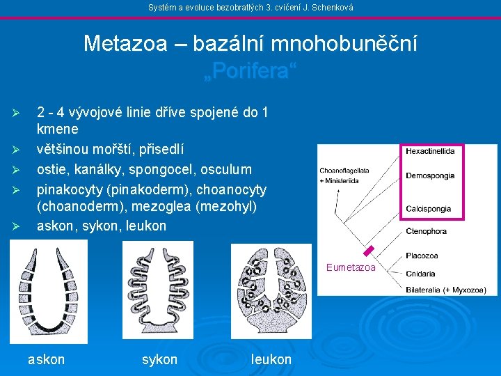 Systém a evoluce bezobratlých 3. cvičení J. Schenková Metazoa – bazální mnohobuněční „Porifera“ Ø